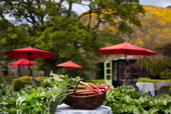 Rhubarb Patch