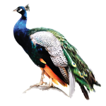 Peacock COLOUR